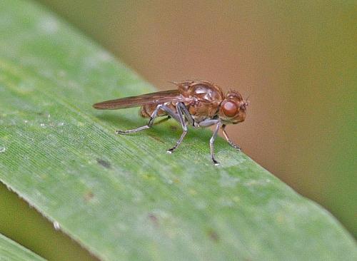 Parydra coarctata